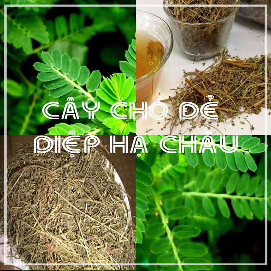 Cây Chó Đẻ - Diệp Hạ Châu Khô 1kg