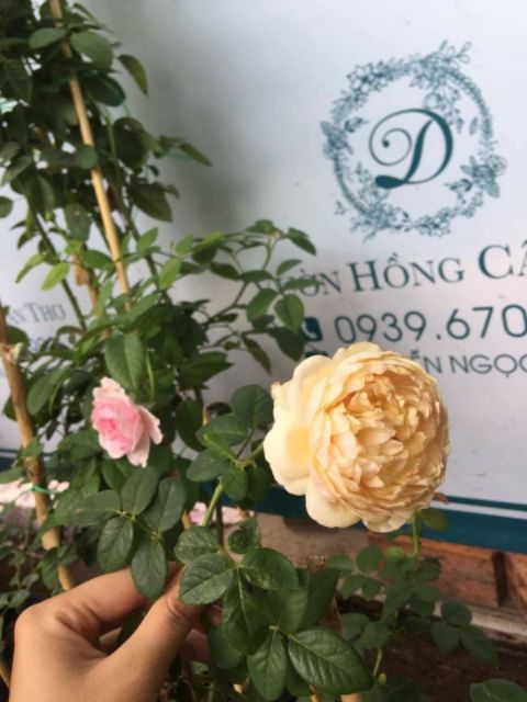 [ Xả - Cắt Lỗ] Hoa hồng ngoại Charles darwin
