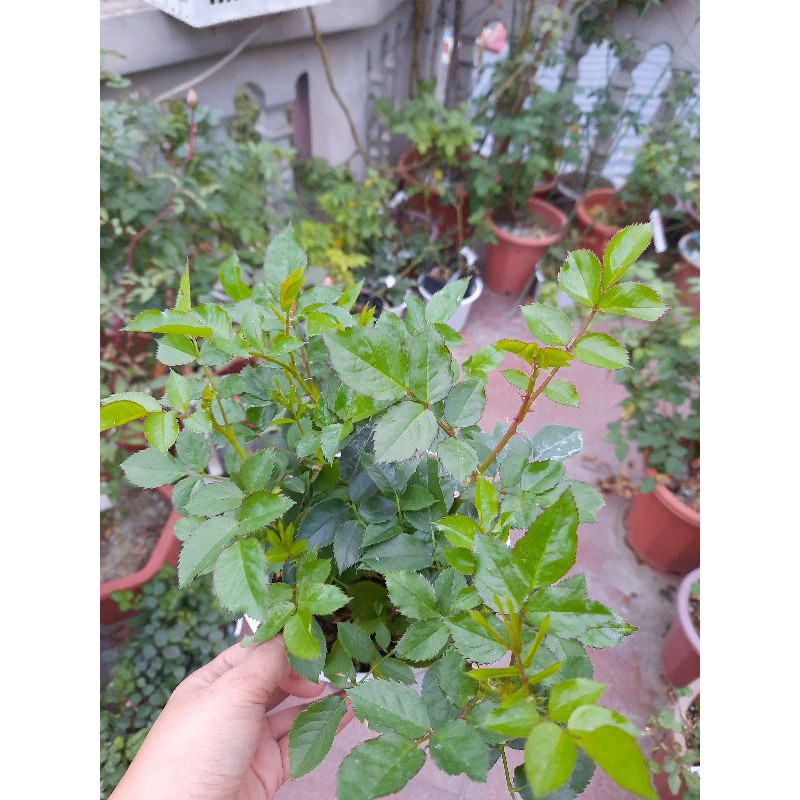 Hoa hồng Tezza cam cá hồi cực xinh