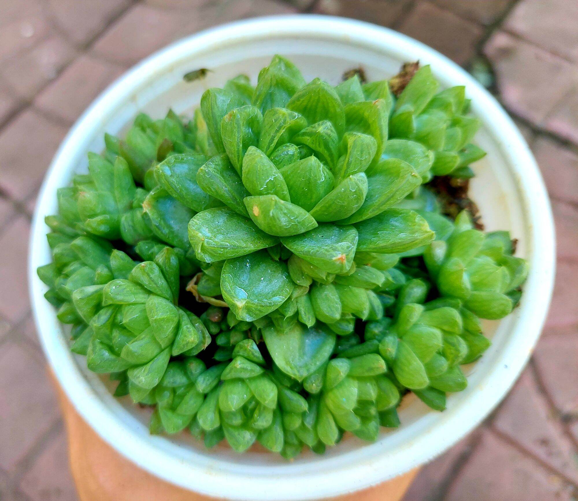 Sen đá NGỌC BỤI size trung