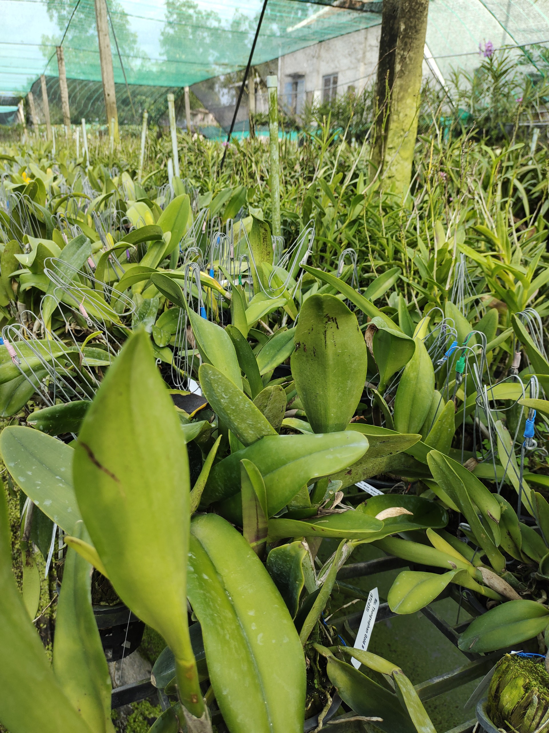 Lan Cattleya Thongsuphan Gold tem chuẩn vàng, cây đẹp