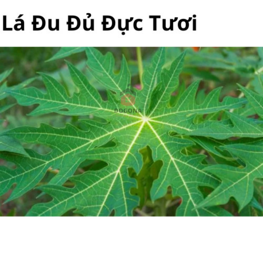 Lá Đu Đủ Đực Tươi - Rất Tốt Cho Sức Khỏe