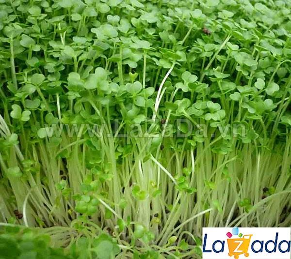 200RAM Hạt Giống Rau Mầm Hướng Dương (KL| W22-KD: B1*W63*M103)