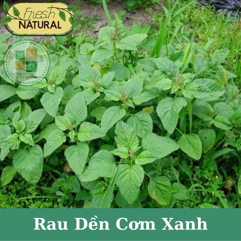 Hạt giống rau dền cơm xanh