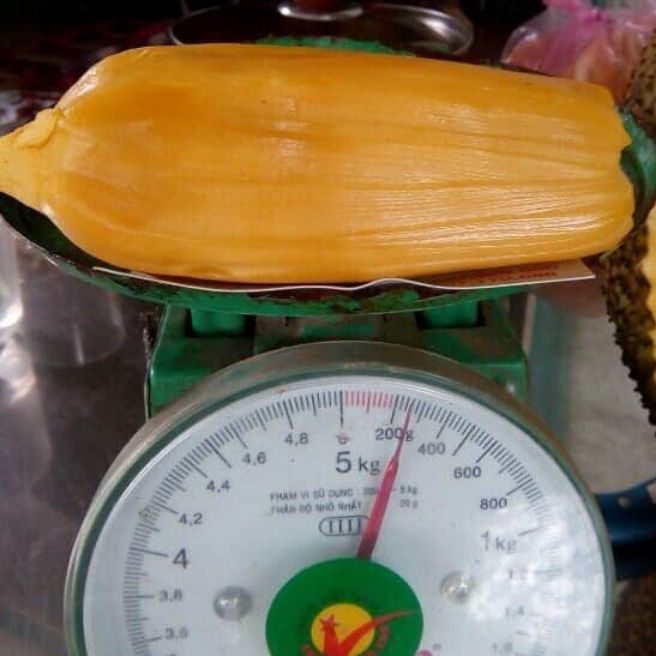 cây Mít quả dài