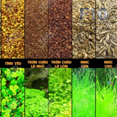 Hạt giống thủy sinh gói 10G - Cỏ Ngưu mao chiên- Trân châu lá nhỏ lá lớn - Chân Trâu lá lớn