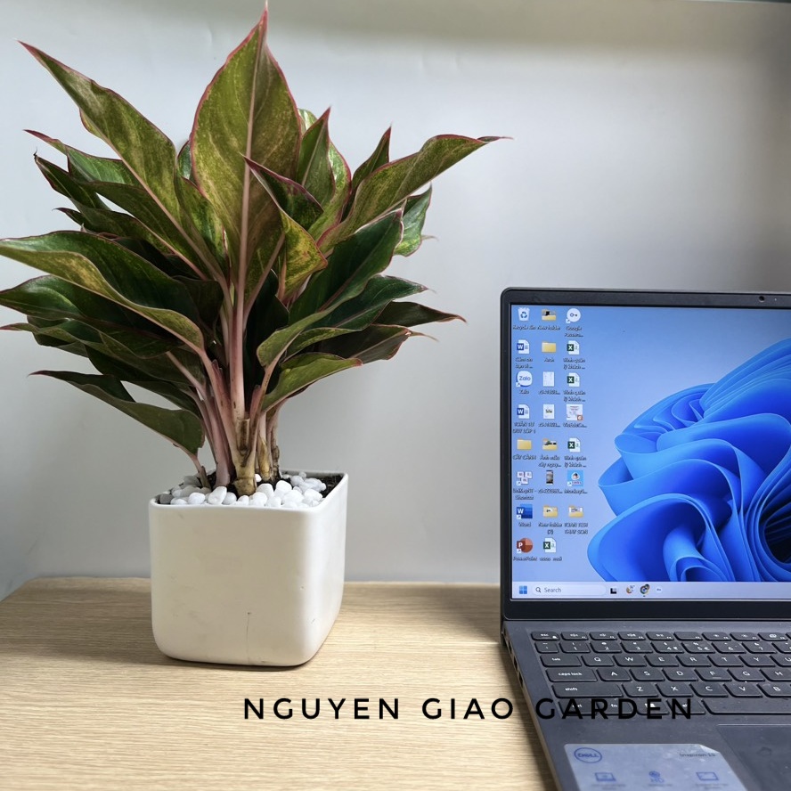 Cây phú quý chậu sứ vuông để bàn