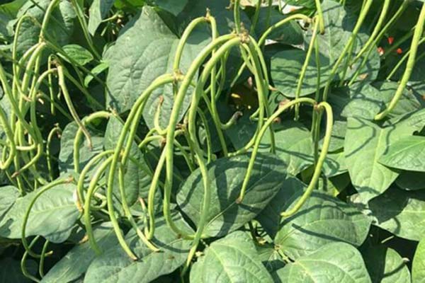 Hạt giống đậu đũa hạt đen (đậu đũa móng chim) - gói 20 gram