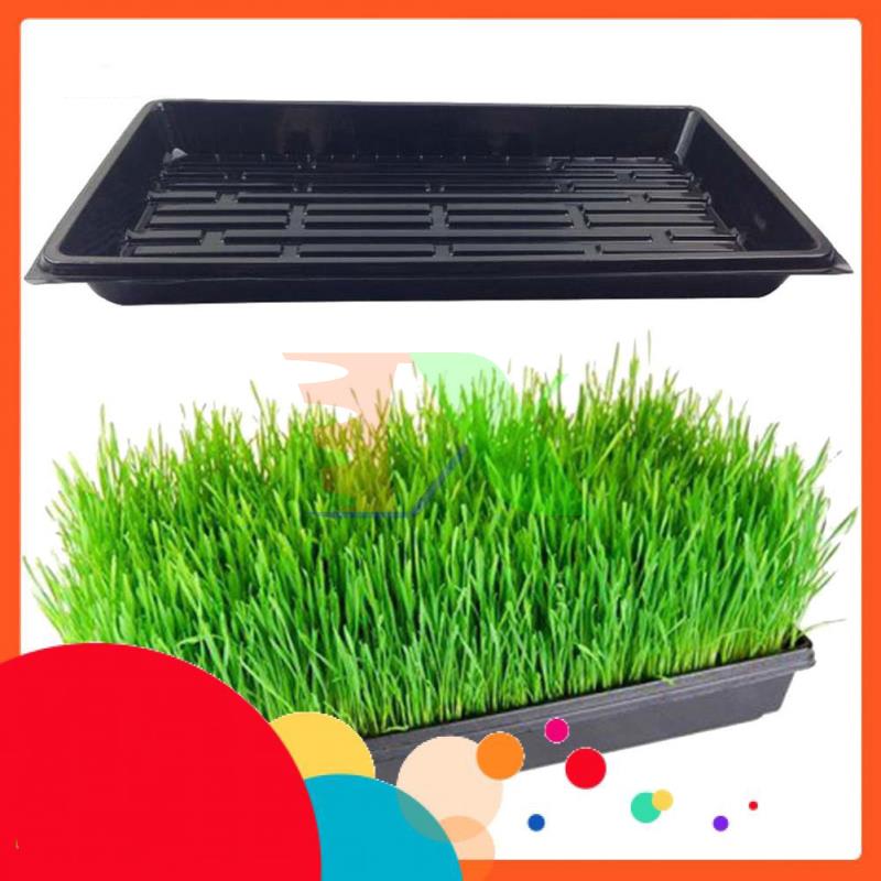 Set 5 trays plastic PVC vegetable planting sprouts 55*30*5.5 cm, do the bottom water container for nursery tray beads