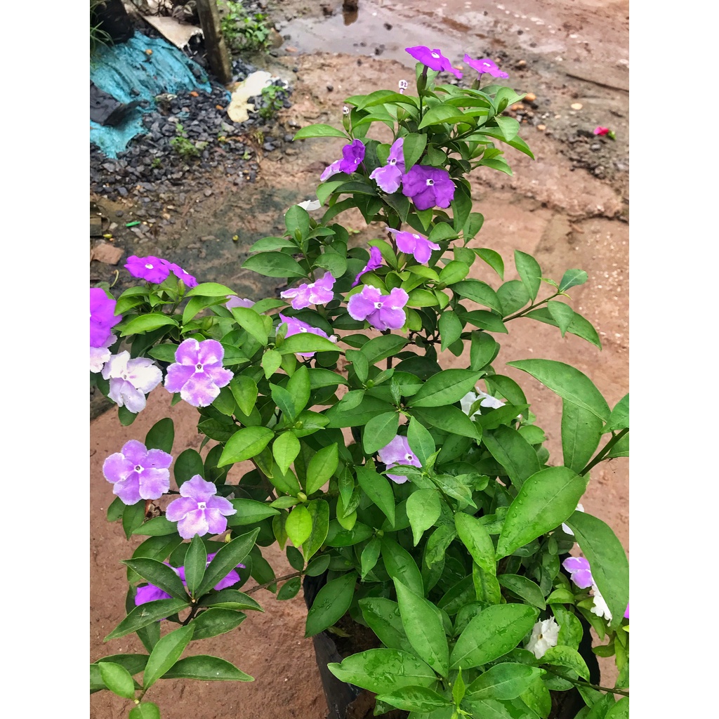 CÂY HOA NHÀI NHẬT cao 40 50 cm
