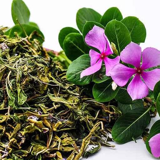 Cây dừa cạn khô 1kg