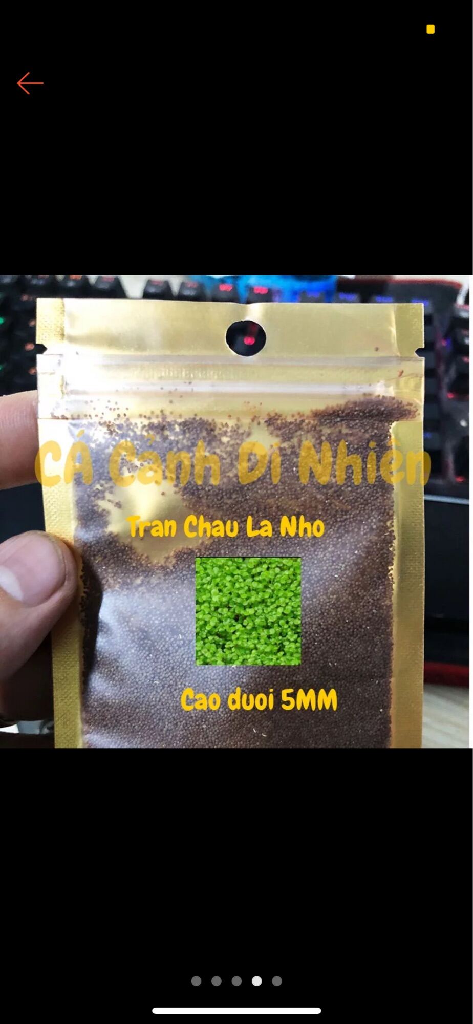 Hạt giống thủy sinh cỏ Trân Châu Nhật Lá Nhỏ Lá Lớn cho hồ cá gói 5 gram