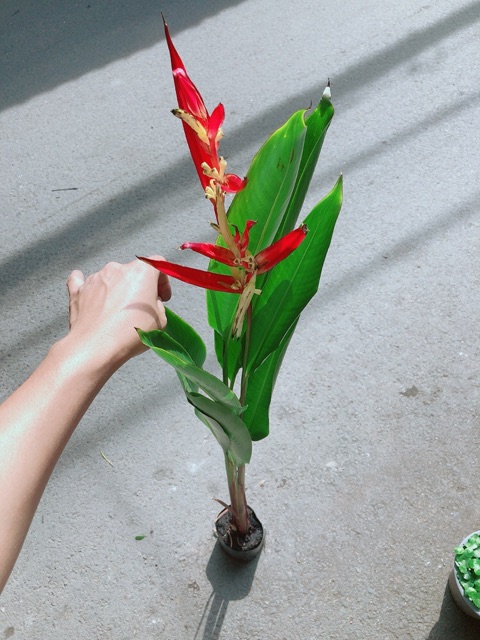 [HCM]Cây Chuối Mỏ Két