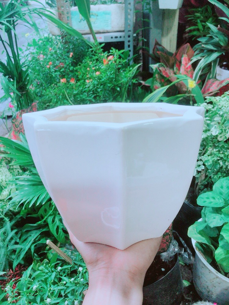 Chậu Trồng Cây (chậu sứ 12.5cm)