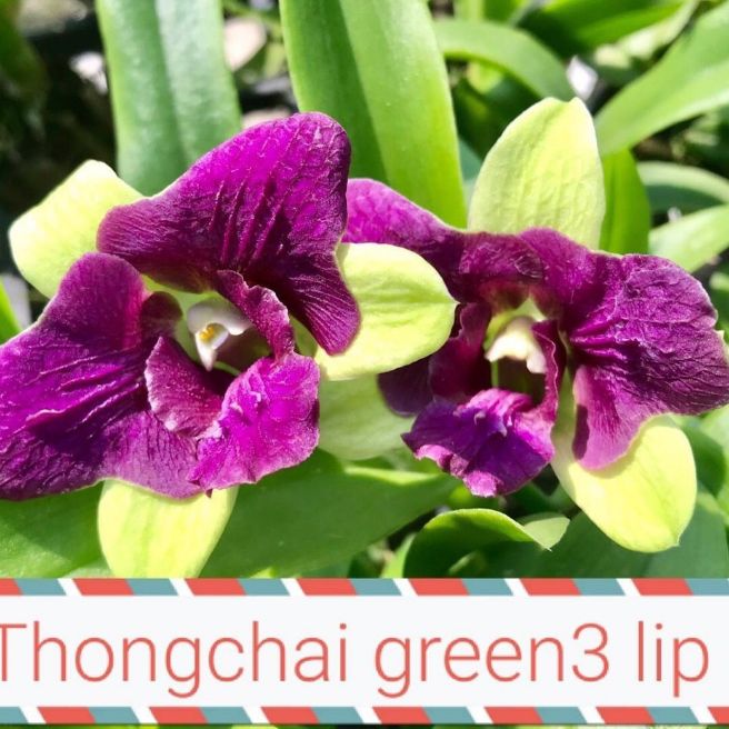 Hoa lan denro 3 lưỡi xanh 3 lưỡi tím