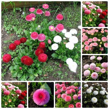 100 Hạt Giống Hoa Cúc Anh Mix Màu