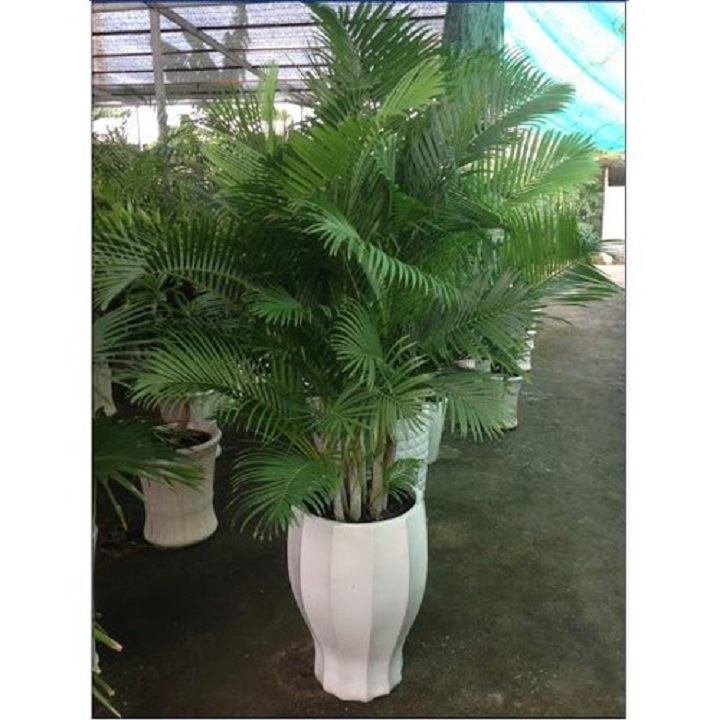 CAU LỤA VÀNG ( CÂY CAU NHẬT ), CHẬU CÂY ĐẸP THANH LỌC KHÔNG KHÍ