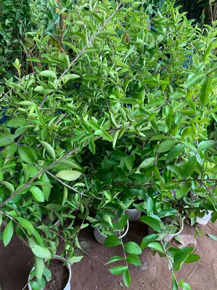 [ Cây Cảnh Bến Tre ] Cây giống sơri