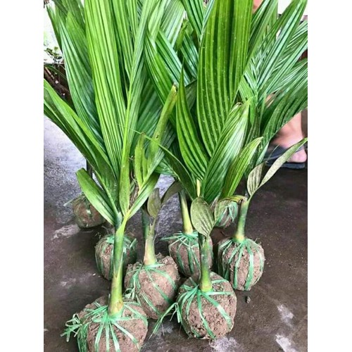cây CAU LÙN hàng nhỡ