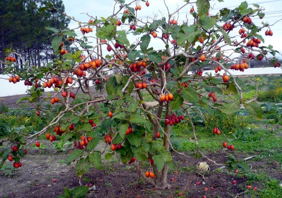 "Gói 10 Hạt " Hạt giống cà chua thân gỗ