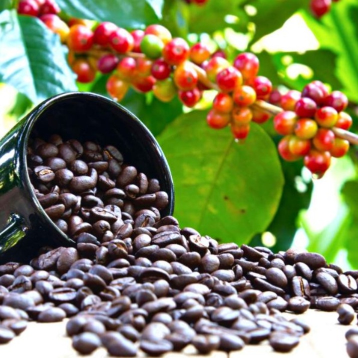 500GR Cà phê hạt nguyên chất rang bơ ROBUSTA & CULI (mix:70% ROBUSTA & 30% CULI) sạch 100%
