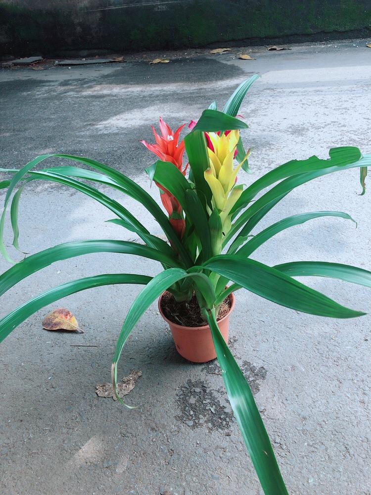 Cây Dứa Nến