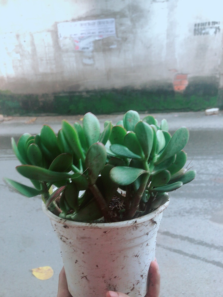 Cây Ngọc Bích