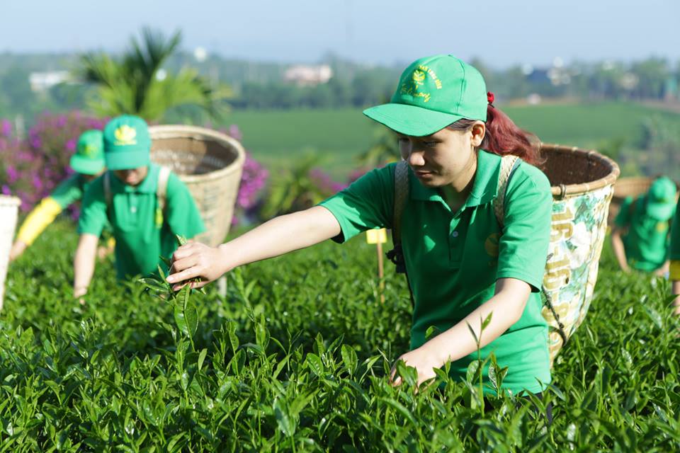 Trà Ô Long Thuần Long Đỉnh gói 250 gram
