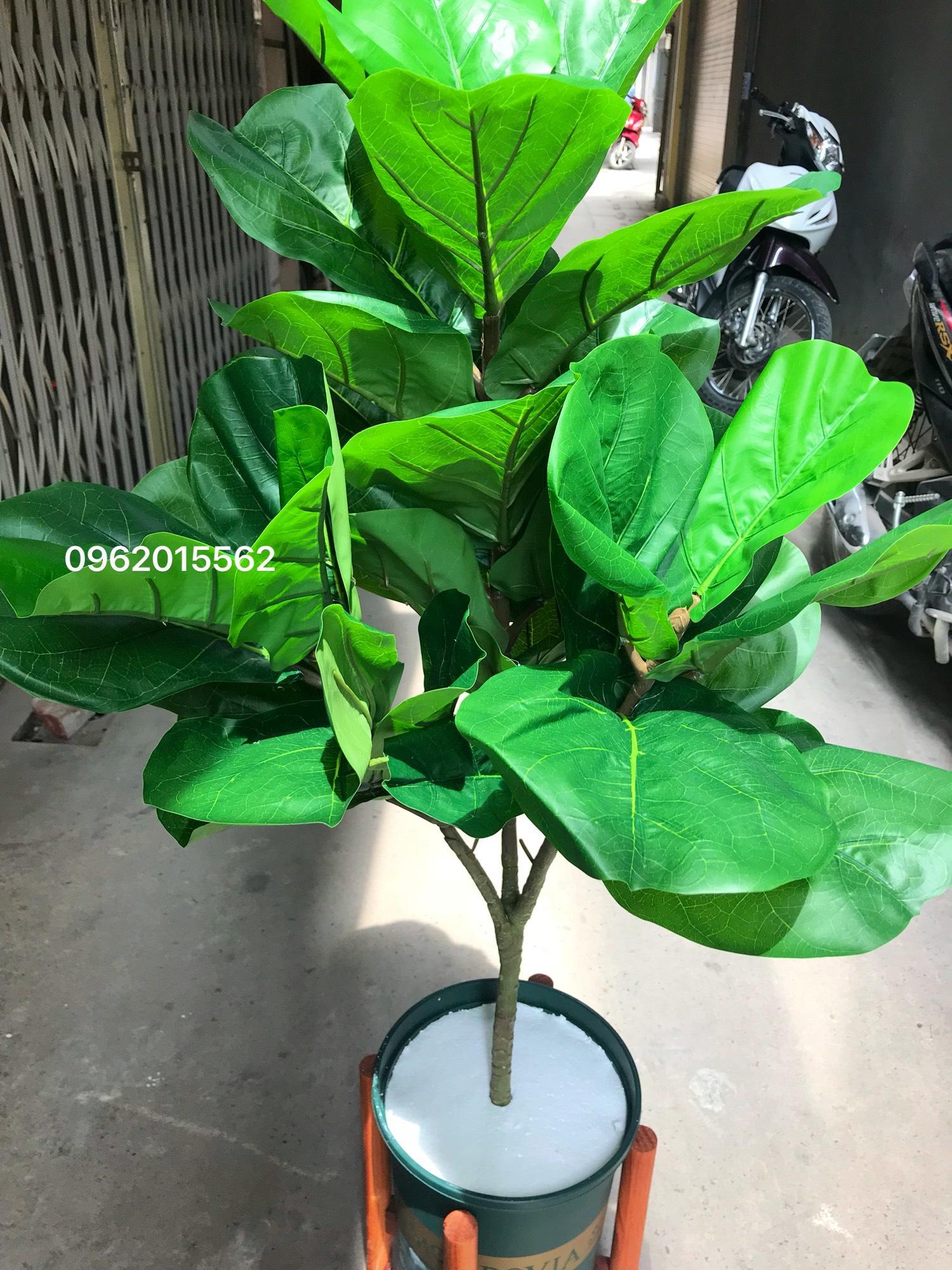 Cây giả - Cây bàng Singapore giả 1m (3nhánh)