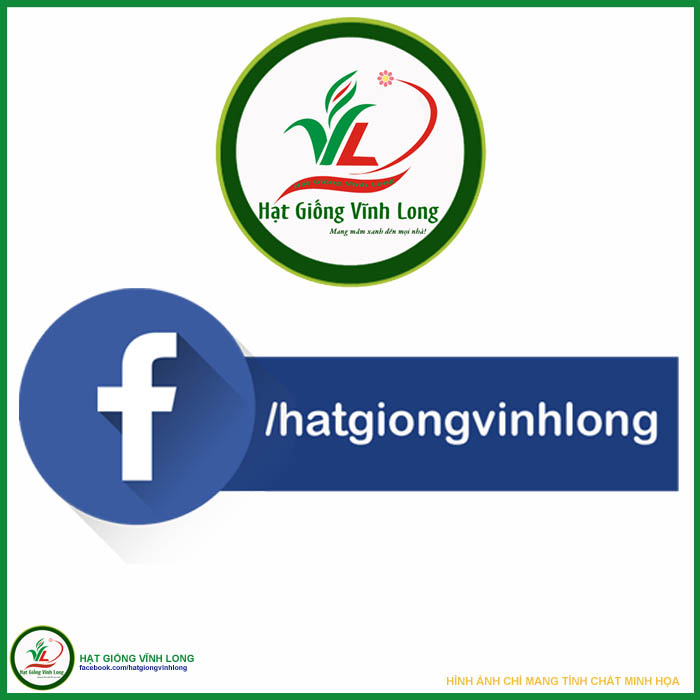 Hạt giống Ớt kiểng Cà chua (hạt tự thu) - 10 hạt