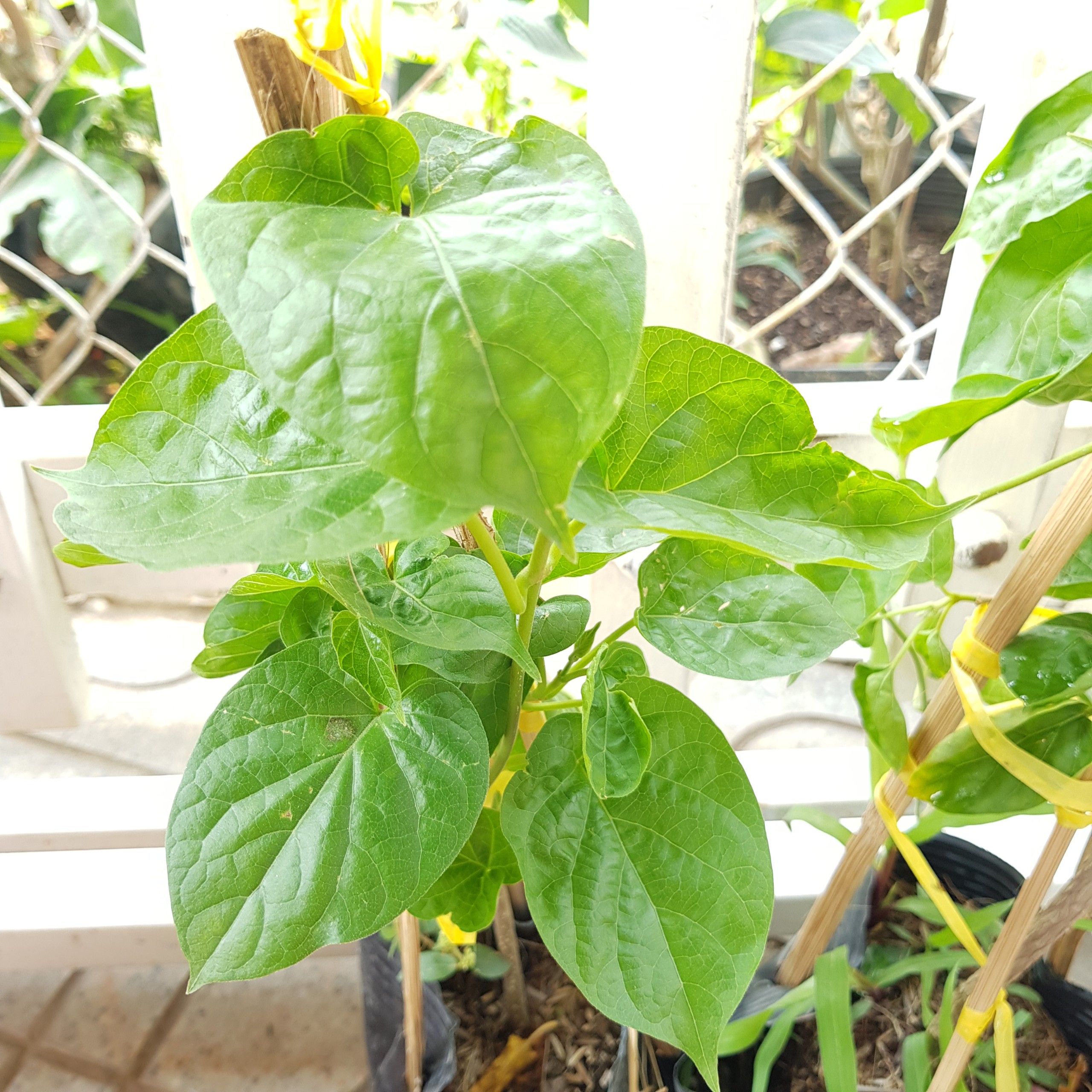 CÂY GIỐNG HOA THIÊN LÝ