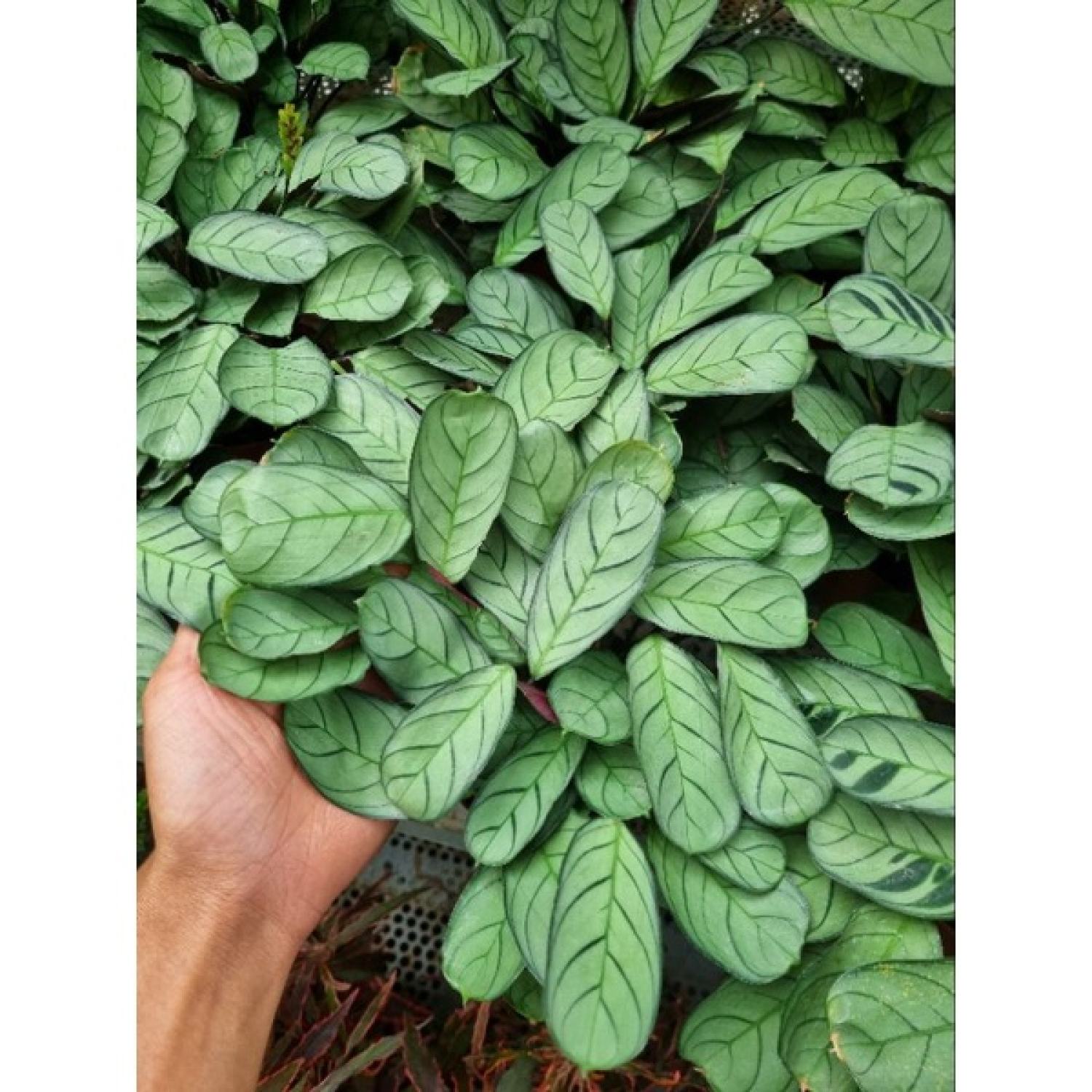 chậu cây đuôi công  Calathea musaica