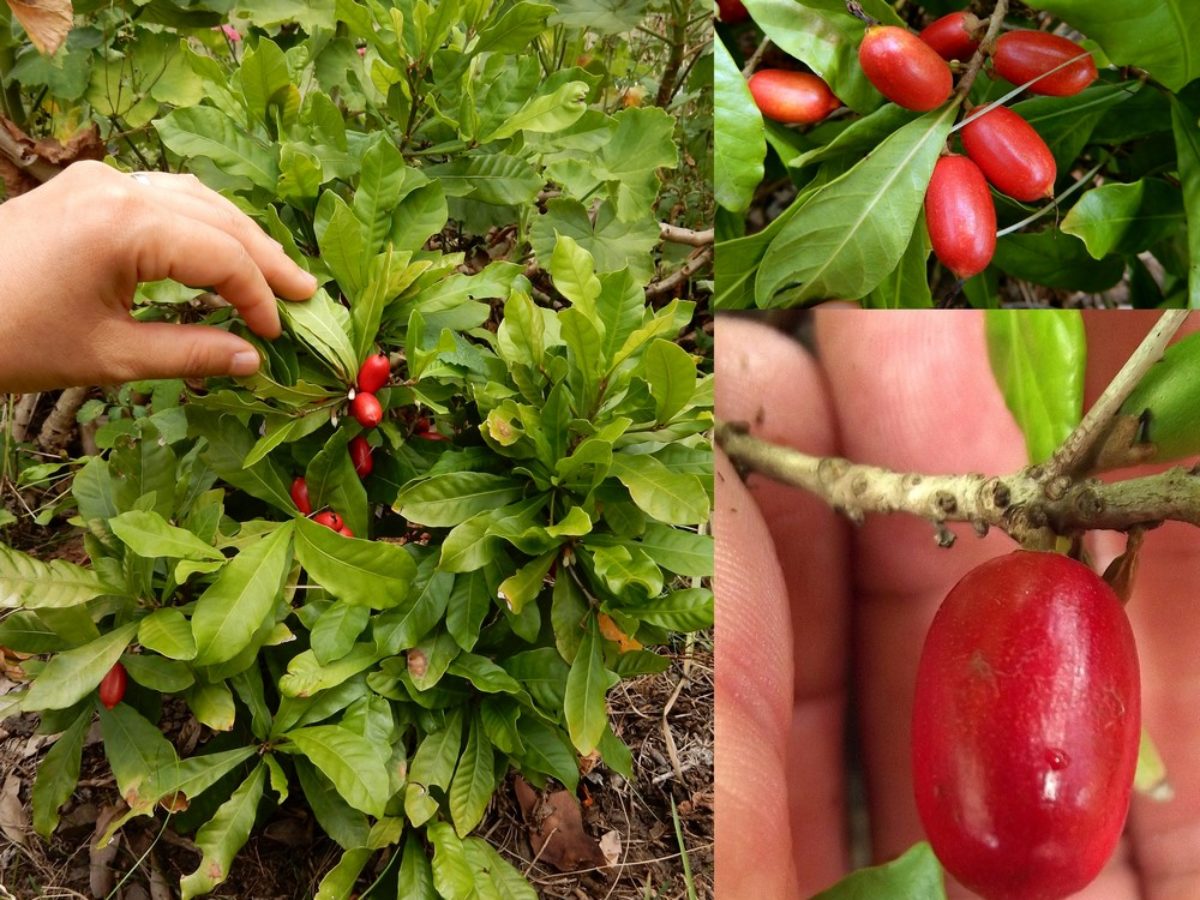 Cây giống Cây Thần kì