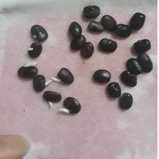 Hạt giống hoa đậu biếc