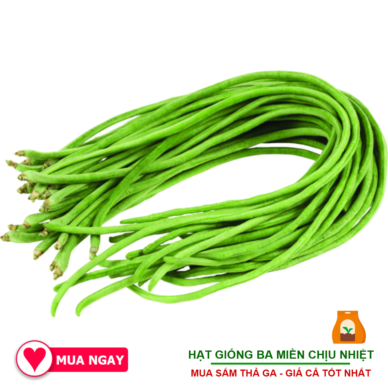 Hạt giống đậu đũa rạng đông 20gram