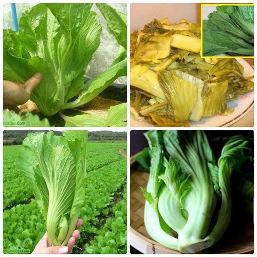 Hạt giống cải bẹ dưa - gói 10 gram