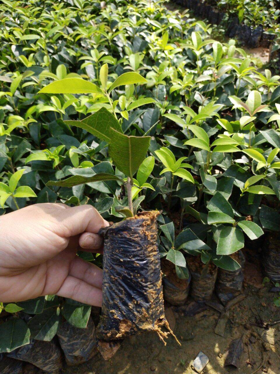 Mộc hương ta , cây cực đẹp giá cực rẻ cam kết chất lượng