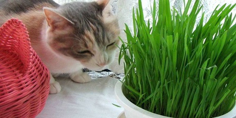 1kg hạt giống trồng cỏ lúa mì cho Thỏ-Bọ ú-Chó Mèo