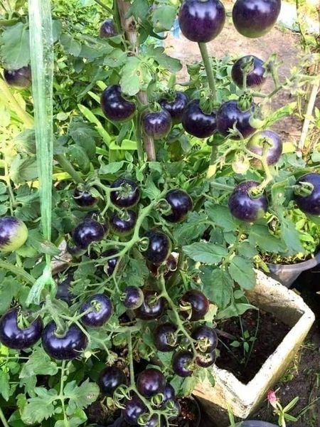 Hạt giống cà chua bi đen gói 30 hạt