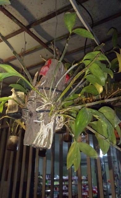 Hoa lan kiều vàng