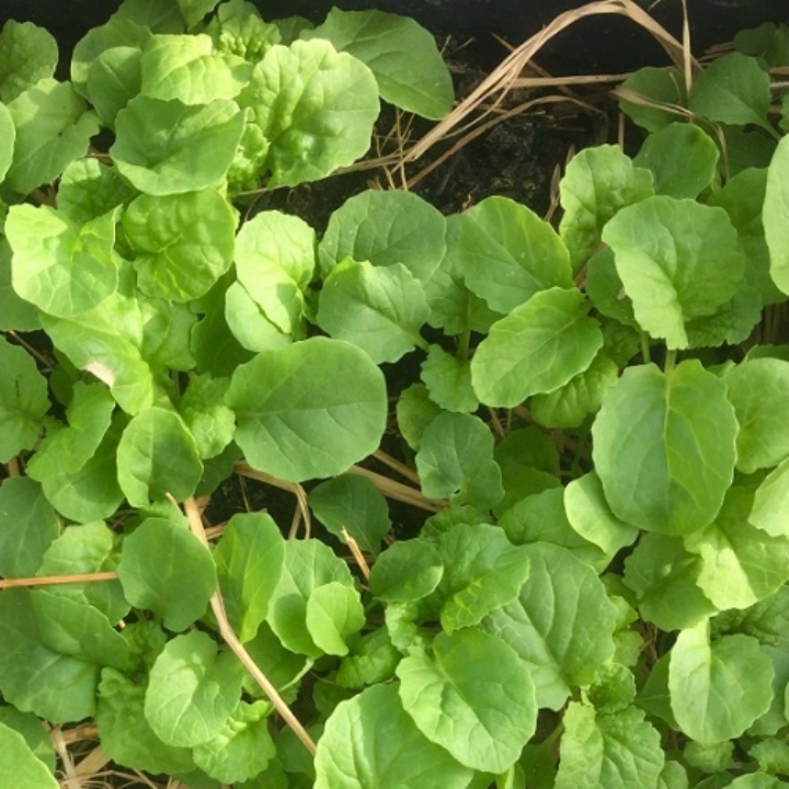 Hạt giống Cải bẹ dún gói 20gr