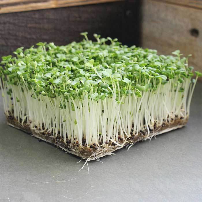 hạt giống mầm cải thìa (pak choy sprouts) CT539 - Gói 20gram
