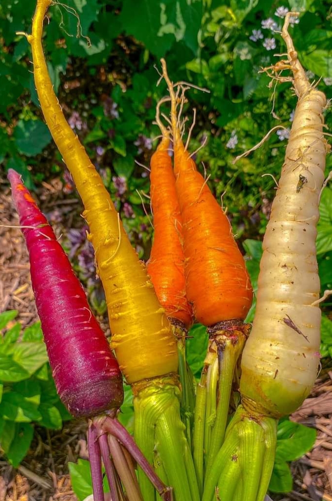 40h Hạt Giống Cà Rốt Mix Màu - TaNe Garden