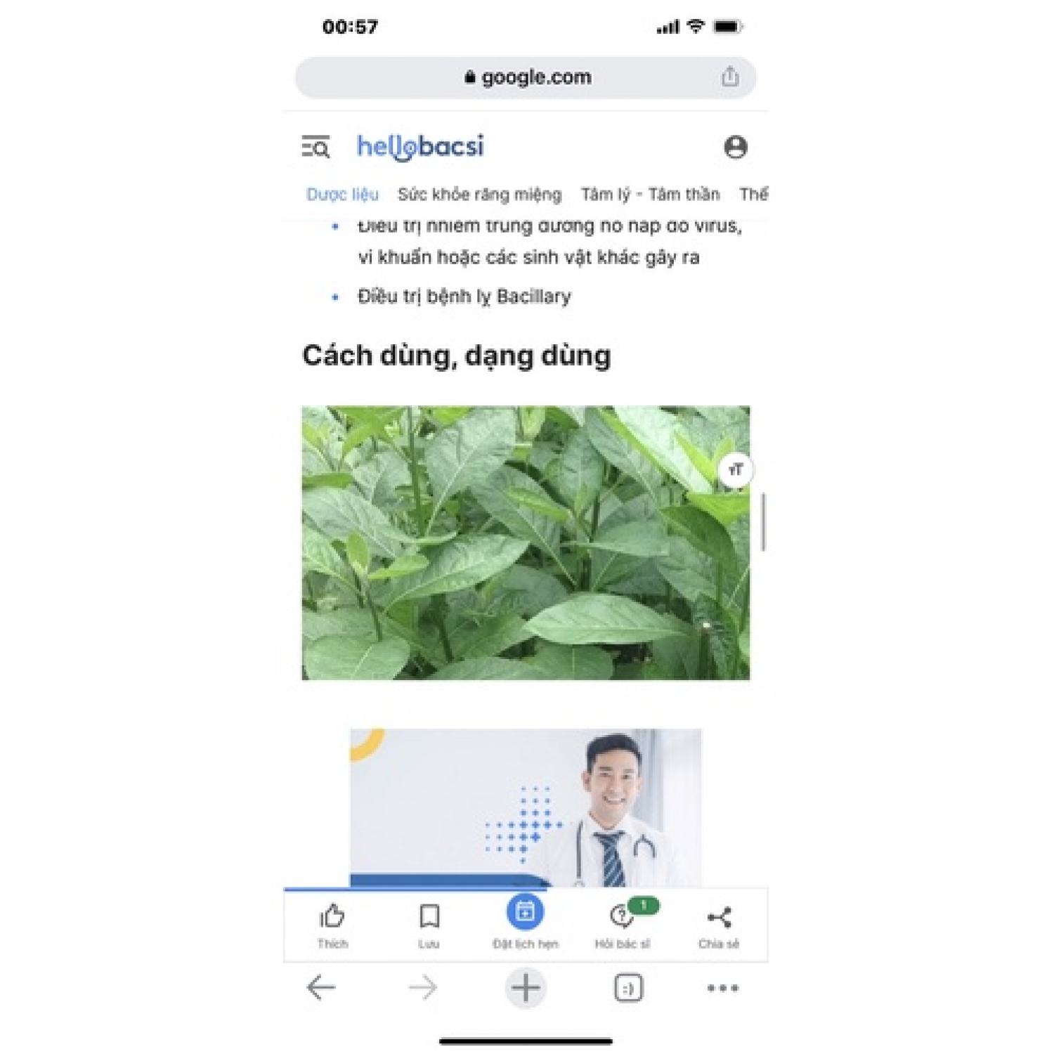 Cây mật gấu