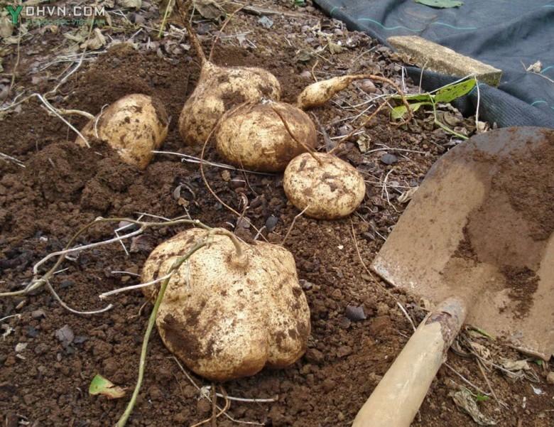 Gói 20g Hạt giống Củ Đậu Củ Sắn (tặng gói kích nẩy mầm và hướng dẫn)