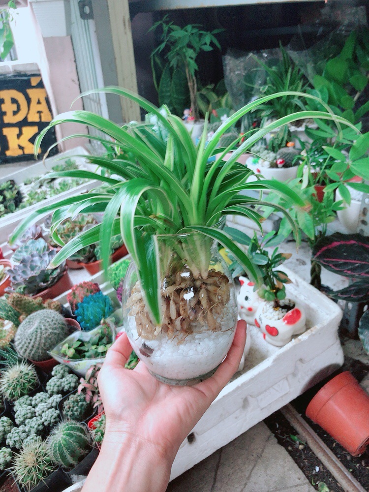 Chậu Lan Chi Thuỷ Sinh