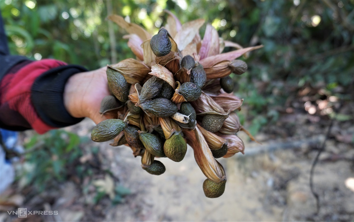 Hạt Đười Ươi bay 1000g