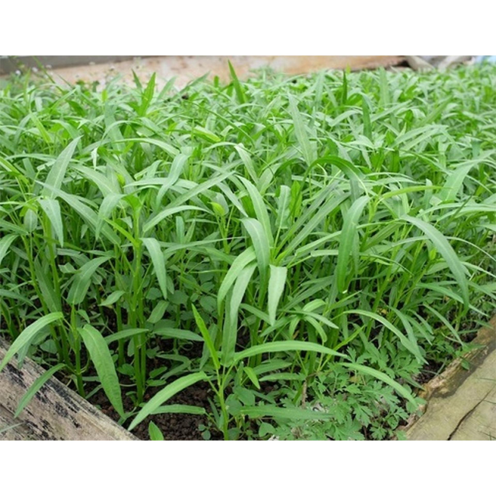 100g Hạt giống Rau muống lá tre