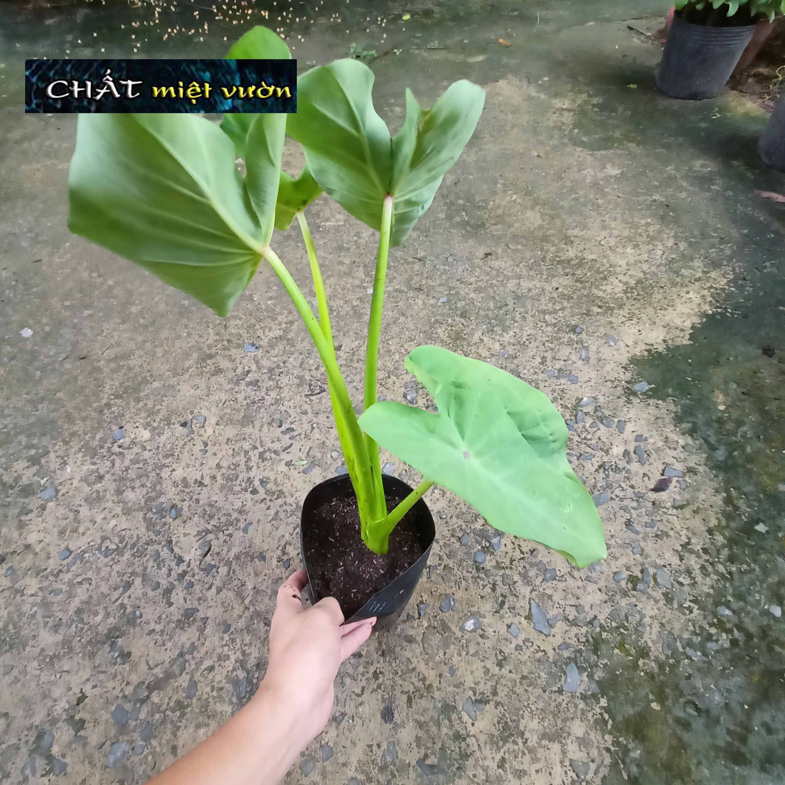 Combo 10 cây môn ngọt giống siêu bẹ/siêu ngó