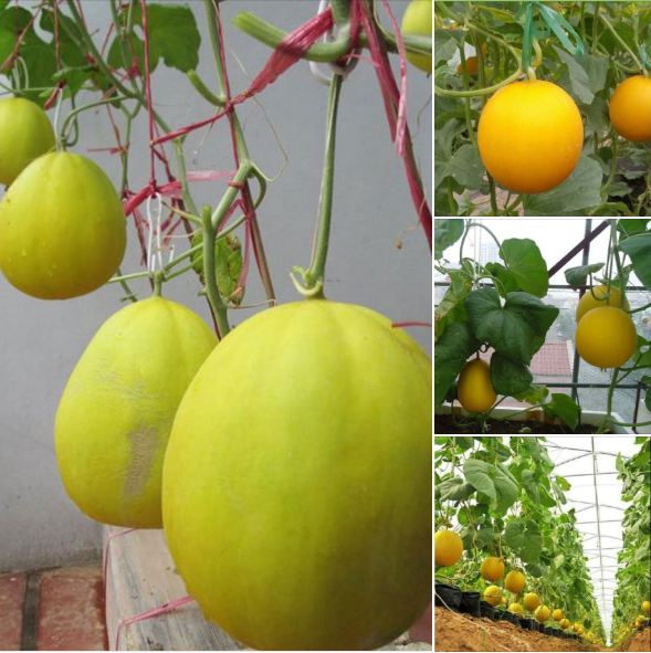 Hạt giống dưa kim cô nương Siêu Ngọt - gói 10 hạt